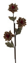 Spanholzblume 3-blütig, Löwenzahn, braun
