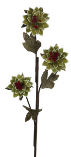 Spanholzblume 3-blütig, Löwenzahn, grün