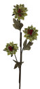 Spanholzblume 3-blütig, Löwenzahn, grün