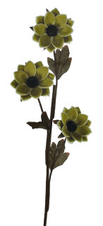 Spanholzblume 3-blütig, Margeritte, grün