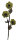 Spanholzblume 3-blütig, Margeritte, grün