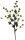 Spanholzblume 3-blütig, Butterblume, grün