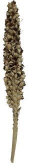 Ast Palmenblüte, ca. 190x35x20cm, Selbstabholung